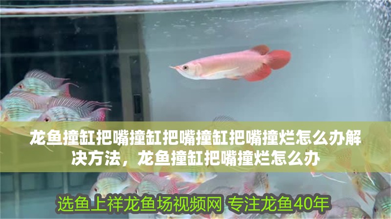 龍魚撞缸把嘴撞缸把嘴撞缸把嘴撞爛怎么辦解決方法，龍魚撞缸把嘴撞爛怎么辦