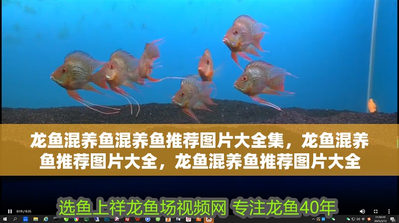 龍魚混養(yǎng)魚混養(yǎng)魚推薦圖片大全集，龍魚混養(yǎng)魚推薦圖片大全，龍魚混養(yǎng)魚推薦圖片大全