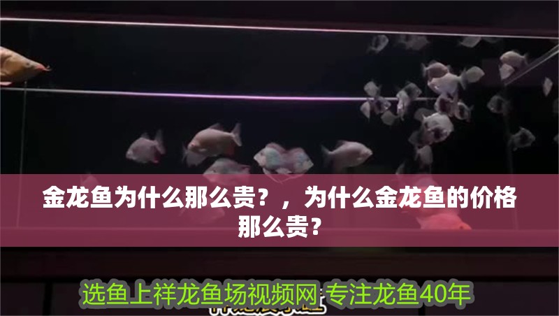 金龍魚為什么那么貴？，為什么金龍魚的價格那么貴？