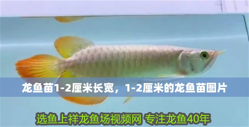 龍魚苗1-2厘米長寬，1-2厘米的龍魚苗圖片
