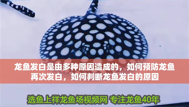 龍魚(yú)發(fā)白是由多種原因造成的，如何預(yù)防龍魚(yú)再次發(fā)白，如何判斷龍魚(yú)發(fā)白的原因