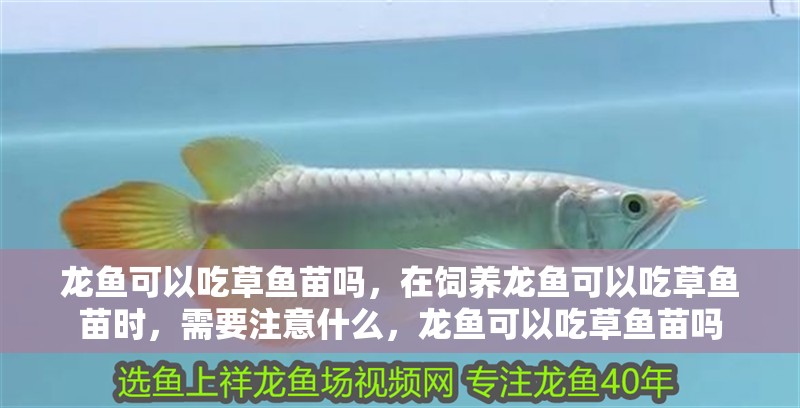 龍魚可以吃草魚苗嗎，在飼養龍魚可以吃草魚苗時，需要注意什么，龍魚可以吃草魚苗嗎