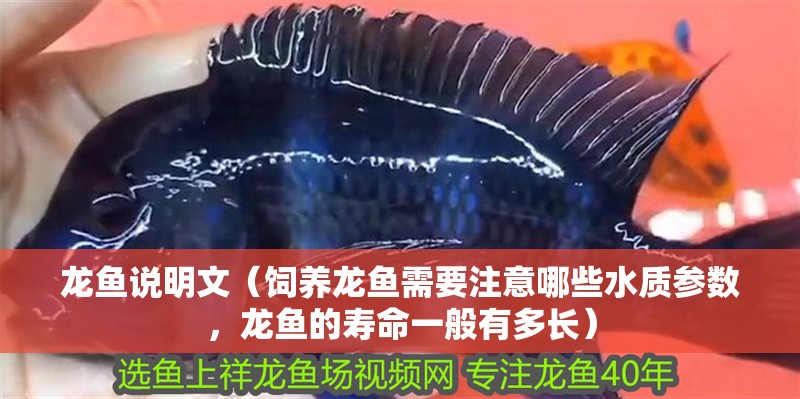 龍魚說明文（飼養龍魚需要注意哪些水質參數，龍魚的壽命一般有多長）