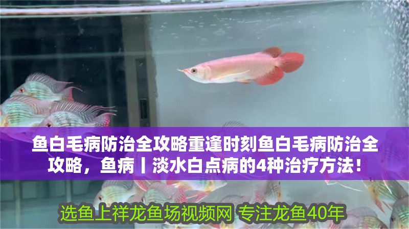 魚白毛病防治全攻略重逢時刻魚白毛病防治全攻略，魚病丨淡水白點病的4種治療方法！