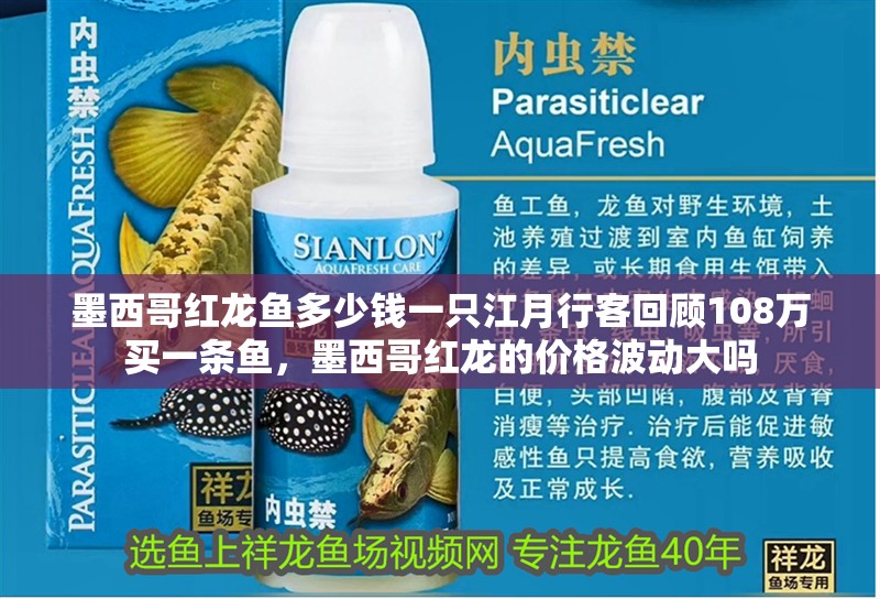 墨西哥紅龍魚多少錢一只江月行客回顧108萬買一條魚，墨西哥紅龍的價格波動大嗎