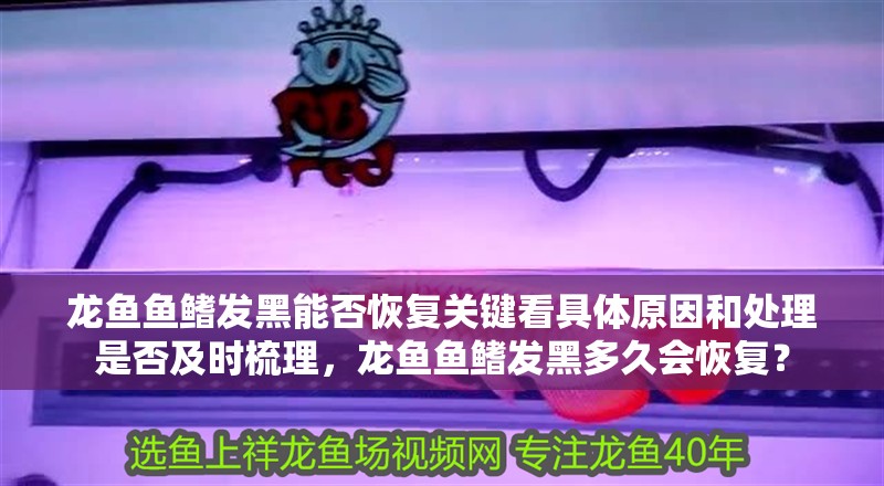 龍魚魚鰭發黑能否恢復關鍵看具體原因和處理是否及時梳理，龍魚魚鰭發黑多久會恢復？