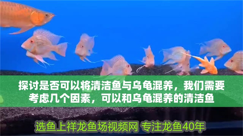 探討是否可以將清潔魚與烏龜混養(yǎng)，我們需要考慮幾個(gè)因素，可以和烏龜混養(yǎng)的清潔魚