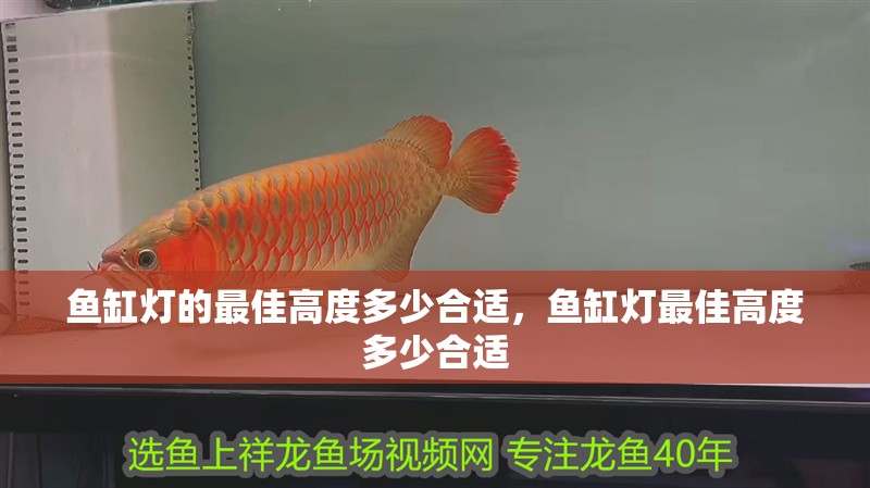 魚缸燈的最佳高度多少合適，魚缸燈最佳高度多少合適