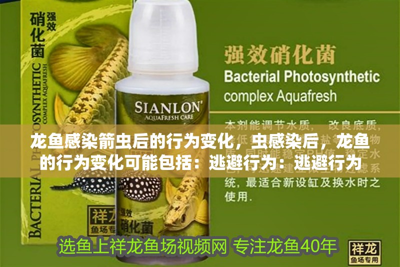 龍魚感染箭蟲后的行為變化，蟲感染后，龍魚的行為變化可能包括：逃避行為：逃避行為