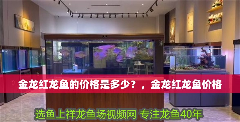 金龍紅龍魚的價格是多少？，金龍紅龍魚價格
