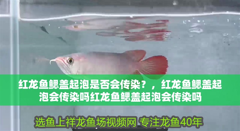 紅龍魚鰓蓋起泡是否會(huì)傳染？，紅龍魚鰓蓋起泡會(huì)傳染嗎紅龍魚鰓蓋起泡會(huì)傳染嗎