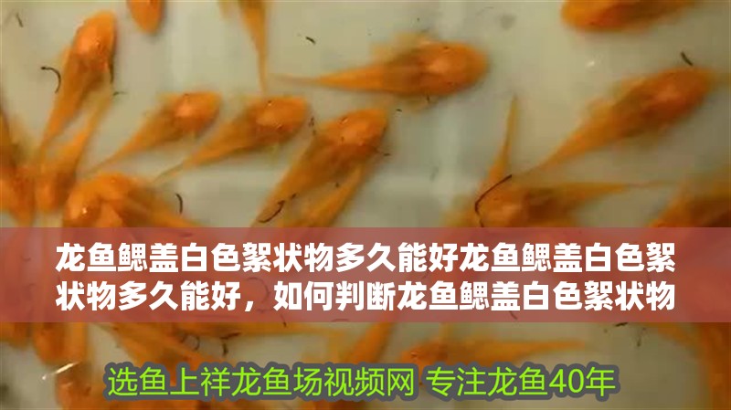 龍魚鰓蓋白色絮狀物多久能好龍魚鰓蓋白色絮狀物多久能好，如何判斷龍魚鰓蓋白色絮狀物多久能好？