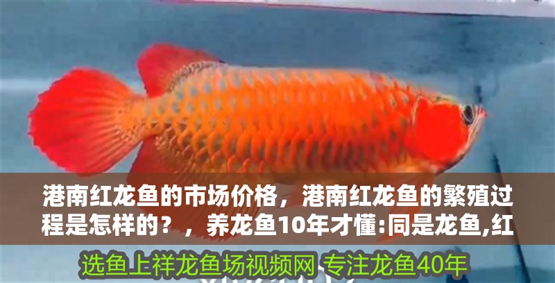 港南紅龍魚的市場價格，港南紅龍魚的繁殖過程是怎樣的？，養龍魚10年才懂:同是龍魚,紅色能賣10萬,銀色卻只值1千