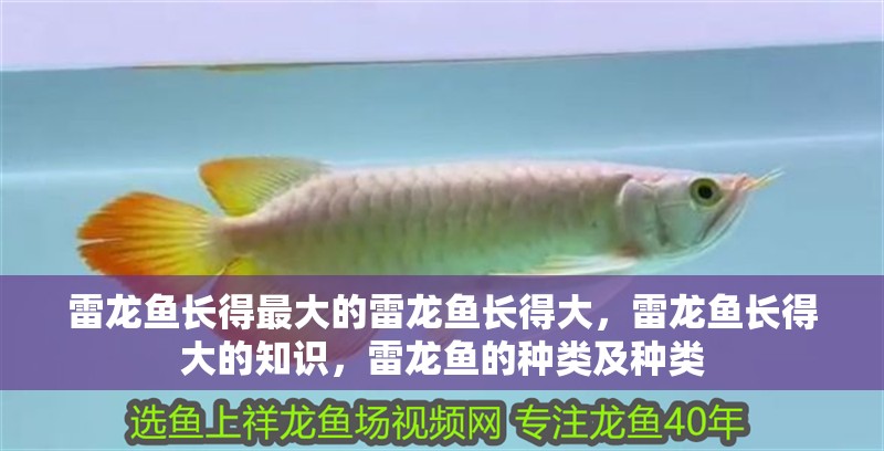 雷龍魚長得最大的雷龍魚長得大，雷龍魚長得大的知識，雷龍魚的種類及種類