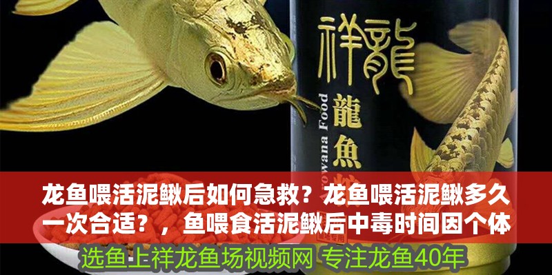 龍魚喂活泥鰍后如何急救？龍魚喂活泥鰍多久一次合適？，魚喂食活泥鰍后中毒時間因個體差異和處理方式不同