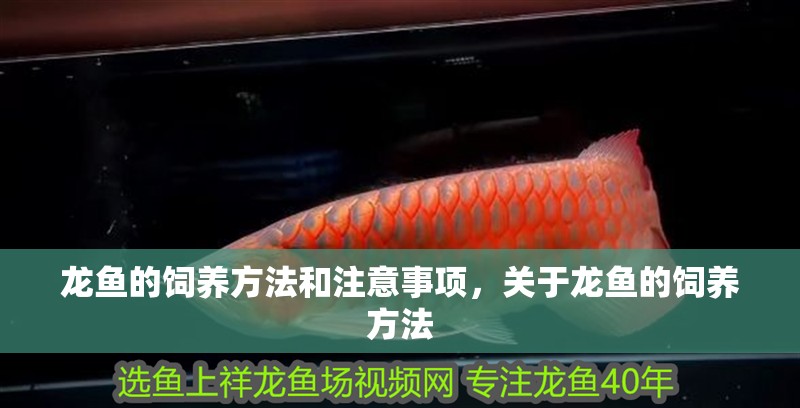 龍魚的飼養(yǎng)方法和注意事項(xiàng)，關(guān)于龍魚的飼養(yǎng)方法