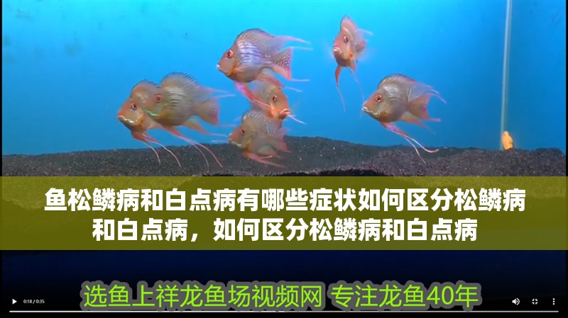 魚松鱗病和白點病有哪些癥狀如何區分松鱗病和白點病，如何區分松鱗病和白點病