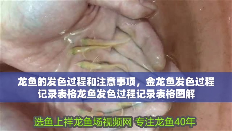 龍魚的發色過程和注意事項，金龍魚發色過程記錄表格龍魚發色過程記錄表格圖解
