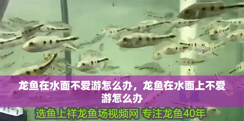 龍魚在水面不愛游怎么辦，龍魚在水面上不愛游怎么辦