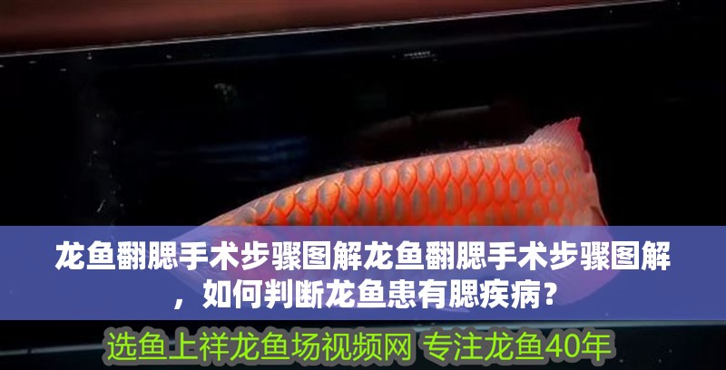 龍魚翻腮手術步驟圖解龍魚翻腮手術步驟圖解，如何判斷龍魚患有腮疾病？