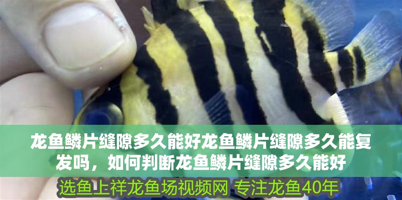 龍魚鱗片縫隙多久能好龍魚鱗片縫隙多久能復發嗎，如何判斷龍魚鱗片縫隙多久能好