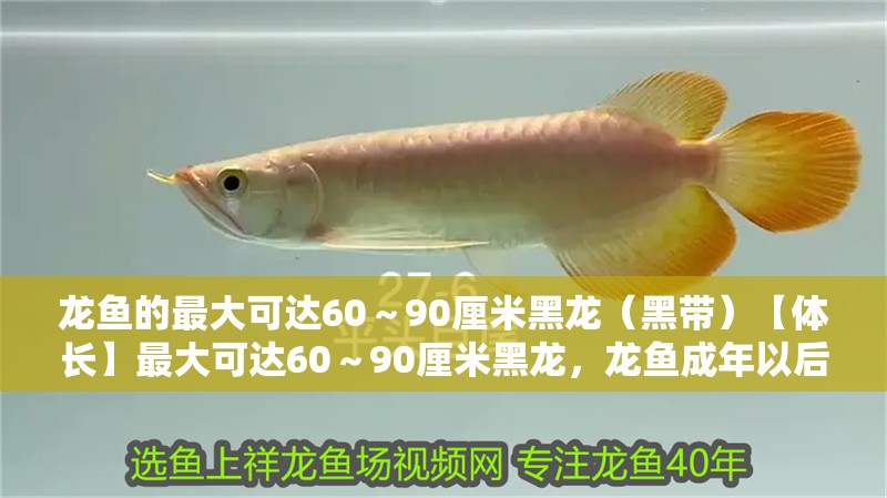 龍魚的最大可達60～90厘米黑龍（黑帶）【體長】最大可達60～90厘米黑龍，龍魚成年以后最大可以長多大？