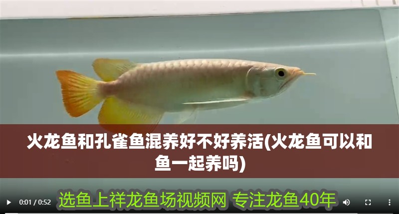 火龍魚和孔雀魚混養(yǎng)好不好養(yǎng)活(火龍魚可以和魚一起養(yǎng)嗎)