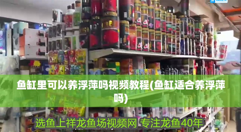 魚缸里可以養浮萍嗎視頻教程(魚缸適合養浮萍嗎)