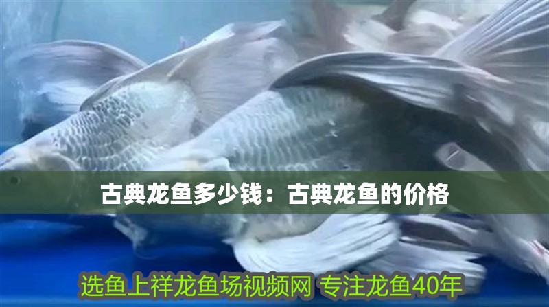 古典龍魚多少錢：古典龍魚的價格