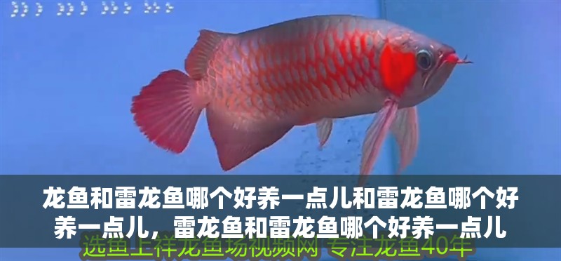龍魚和雷龍魚哪個(gè)好養(yǎng)一點(diǎn)兒和雷龍魚哪個(gè)好養(yǎng)一點(diǎn)兒，雷龍魚和雷龍魚哪個(gè)好養(yǎng)一點(diǎn)兒