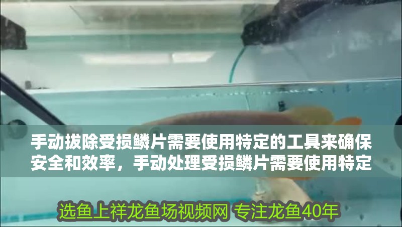 手動拔除受損鱗片需要使用特定的工具來確保安全和效率，手動處理受損鱗片需要使用特定的工具來確保安全和效率