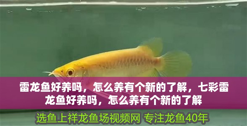 雷龍魚好養(yǎng)嗎，怎么養(yǎng)有個新的了解，七彩雷龍魚好養(yǎng)嗎，怎么養(yǎng)有個新的了解