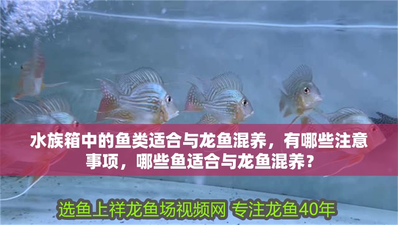 水族箱中的魚類適合與龍魚混養，有哪些注意事項，哪些魚適合與龍魚混養？