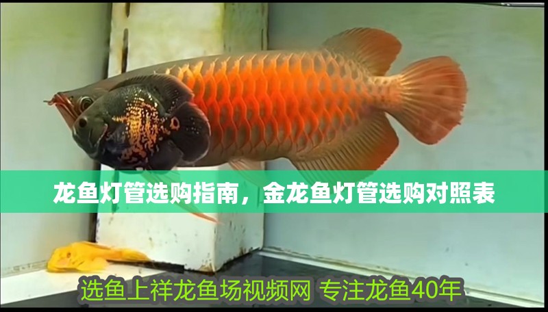 龍魚燈管選購指南，金龍魚燈管選購對照表
