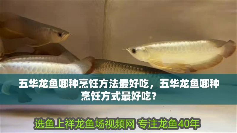 五華龍魚哪種烹飪方法最好吃，五華龍魚哪種烹飪方式最好吃？