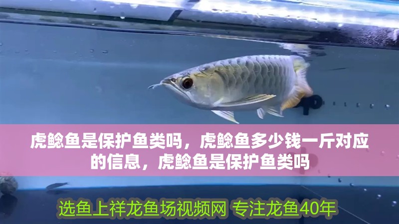 虎鯰魚是保護魚類嗎，虎鯰魚多少錢一斤對應的信息，虎鯰魚是保護魚類嗎