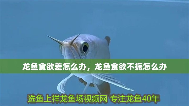 龍魚食欲差怎么辦，龍魚食欲不振怎么辦