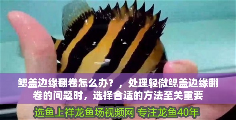 鰓蓋邊緣翻卷怎么辦？，處理輕微鰓蓋邊緣翻卷的問題時，選擇合適的方法至關重要