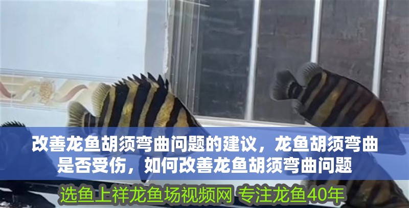 改善龍魚胡須彎曲問題的建議，龍魚胡須彎曲是否受傷，如何改善龍魚胡須彎曲問題