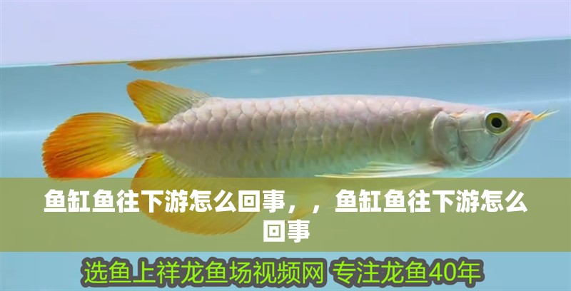 魚缸魚往下游怎么回事，，魚缸魚往下游怎么回事