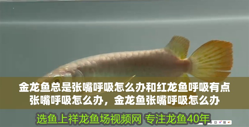 金龍魚總是張嘴呼吸怎么辦和紅龍魚呼吸有點張嘴呼吸怎么辦，金龍魚張嘴呼吸怎么辦