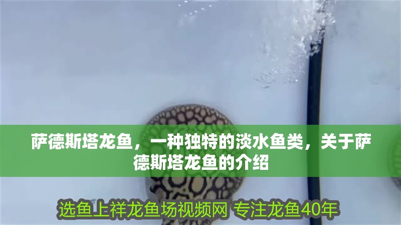 薩德斯塔龍魚，一種獨特的淡水魚類，關于薩德斯塔龍魚的介紹