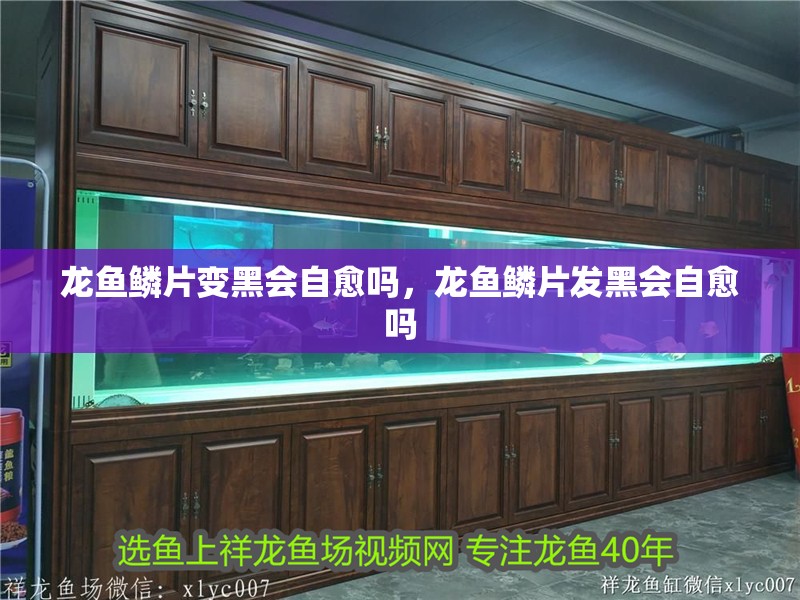 龍魚鱗片變黑會(huì)自愈嗎，龍魚鱗片發(fā)黑會(huì)自愈嗎