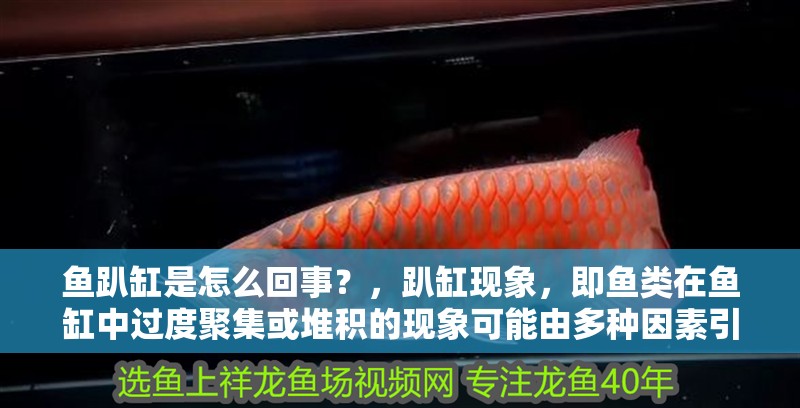 魚趴缸是怎么回事？，趴缸現(xiàn)象，即魚類在魚缸中過度聚集或堆積的現(xiàn)象可能由多種因素引起