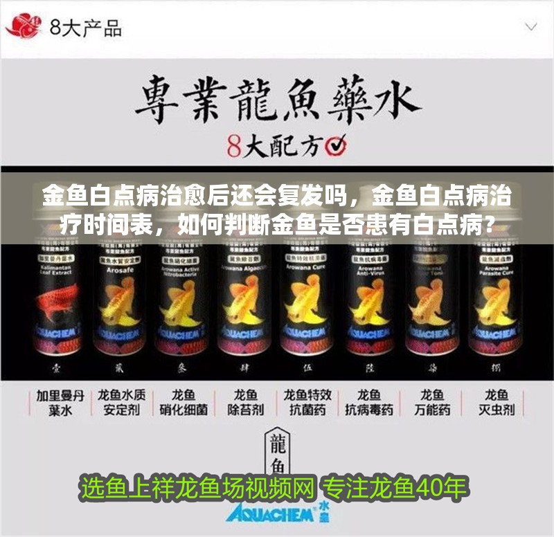 金魚白點病治愈后還會復發嗎，金魚白點病治療時間表，如何判斷金魚是否患有白點??？