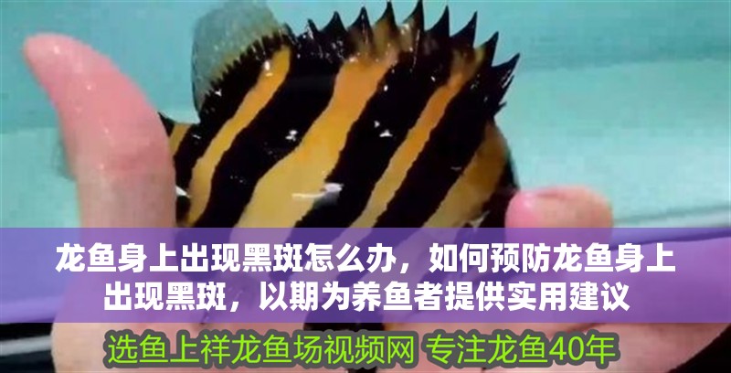 龍魚身上出現黑斑怎么辦，如何預防龍魚身上出現黑斑，以期為養魚者提供實用建議