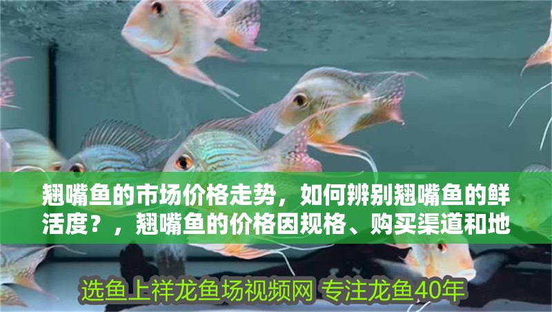翹嘴魚的市場價格走勢，如何辨別翹嘴魚的鮮活度？，翹嘴魚的價格因規格、購買渠道和地域差異較大從幾元一斤不等