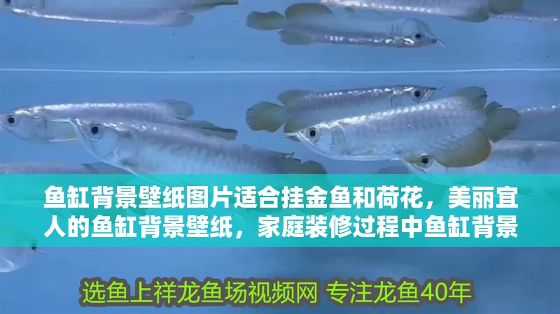 魚(yú)缸背景壁紙圖片適合掛金魚(yú)和荷花，美麗宜人的魚(yú)缸背景壁紙，家庭裝修過(guò)程中魚(yú)缸背景壁紙的選擇
