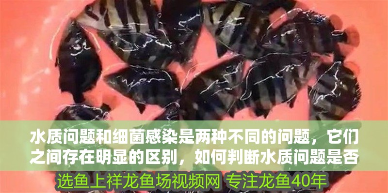 水質問題和細菌感染是兩種不同的問題，它們之間存在明顯的區別，如何判斷水質問題是否嚴重
