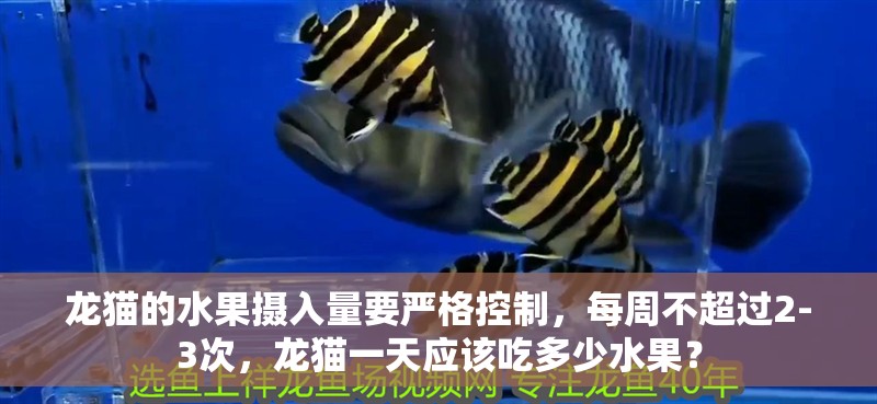 龍貓的水果攝入量要嚴格控制，每周不超過2-3次，龍貓一天應該吃多少水果？